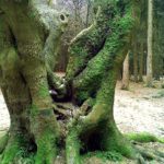 Starker Baum