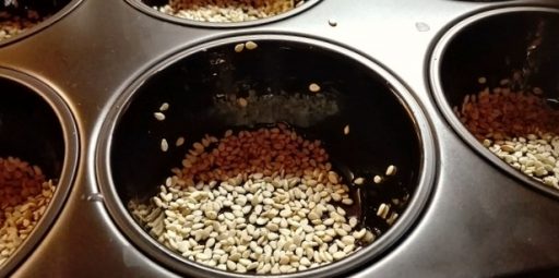 Für die Kichererbsen-Sonntagsbrötchen die Muffinform mit Sesam ausstreuen