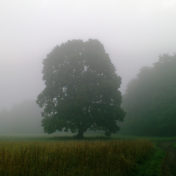 Grau, Meditation