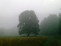 Grau, Meditation