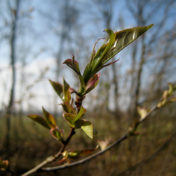Wachstum, Frühling