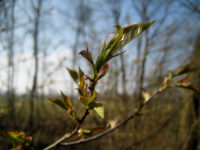 Wachstum, Frühling