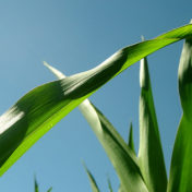 Im Gras liegen und träumen
