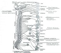 Chakren-und-Vegetatives-Nervensystem