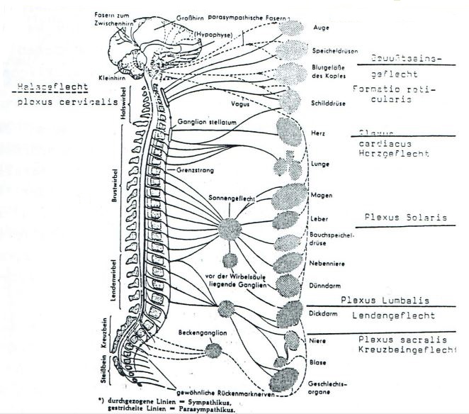 Chakren-und-Vegetatives-Nervensystem