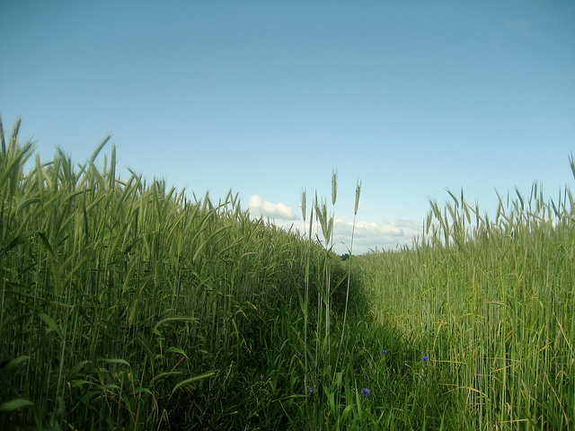 Weizenfreie Ernährung